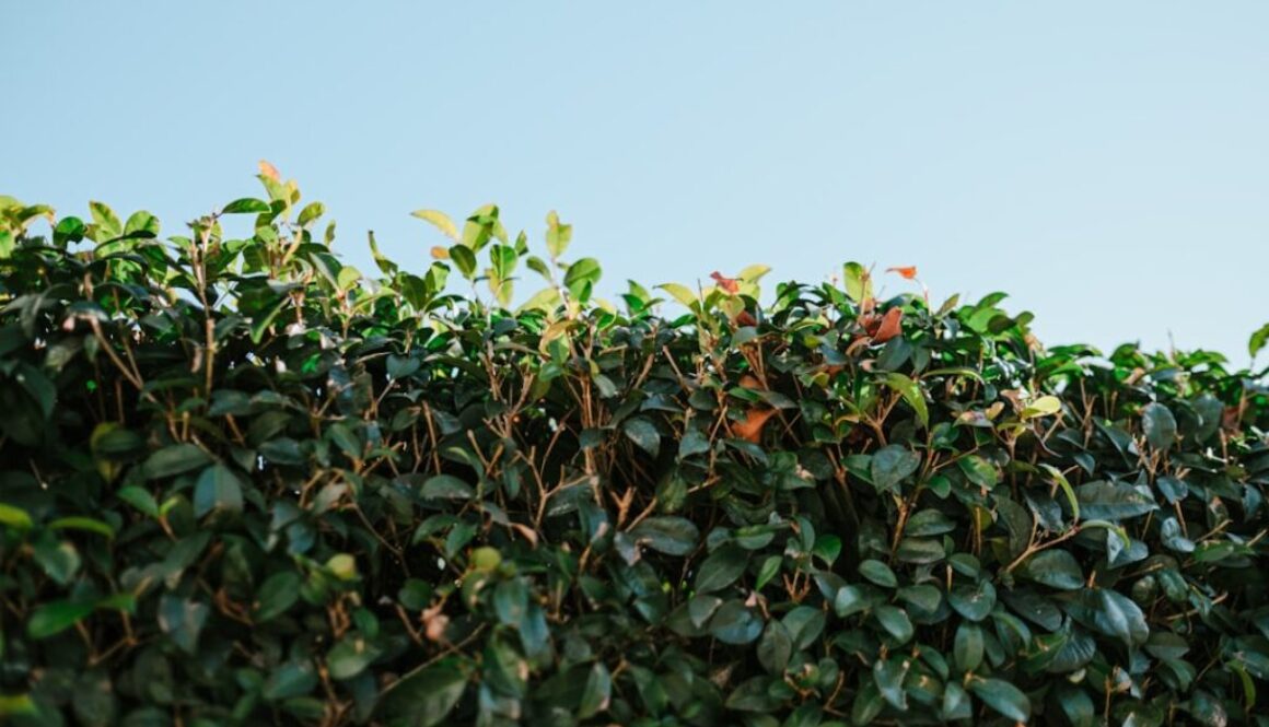 Suplementy z kurkumą – co to jest kurkuma i jakie są jej właściwości