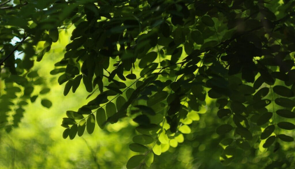 Probiotyki w ciąży – jakie wybrać i jak wpływają na zdrowie matki i dziecka