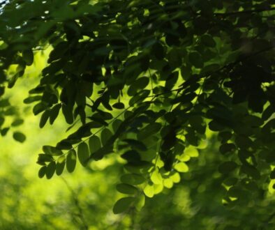 Probiotyki w ciąży – jakie wybrać i jak wpływają na zdrowie matki i dziecka