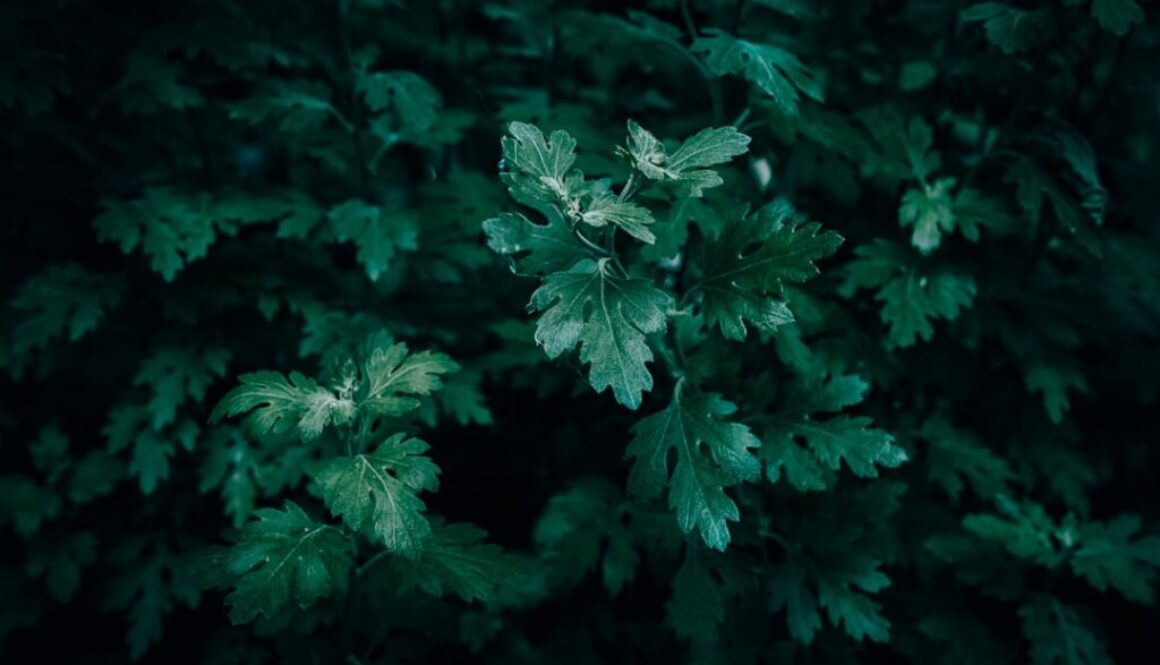 Jakie właściwości ma kurkuma – zastosowanie w kuchni i działanie na organizm
