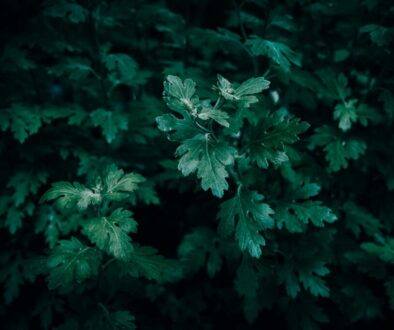 Jakie właściwości ma kurkuma – zastosowanie w kuchni i działanie na organizm