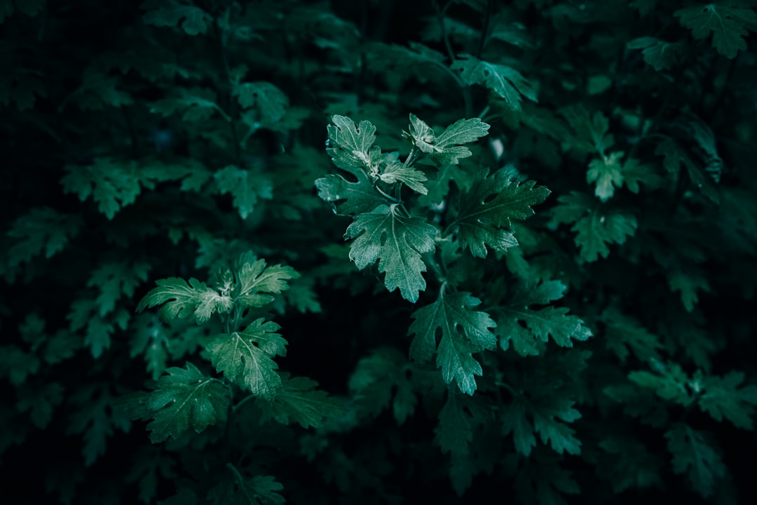 Jakie właściwości ma kurkuma – zastosowanie w kuchni i działanie na organizm