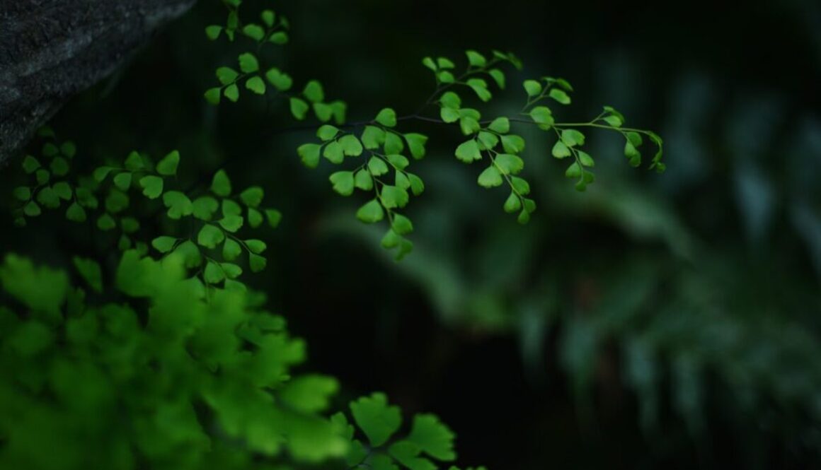 Dieta wegetariańska dla początkujących – jadłospis i porady, jak zacząć