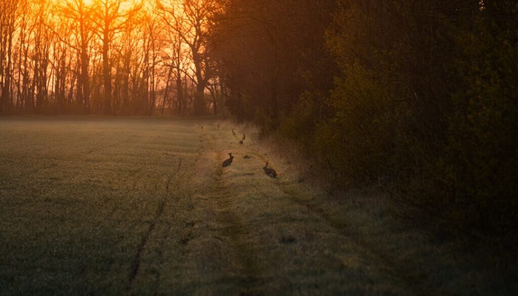 Zrozumieć rolę oleju rzepakowego – właściwości, zastosowanie rafinowanego i nierafinowanego