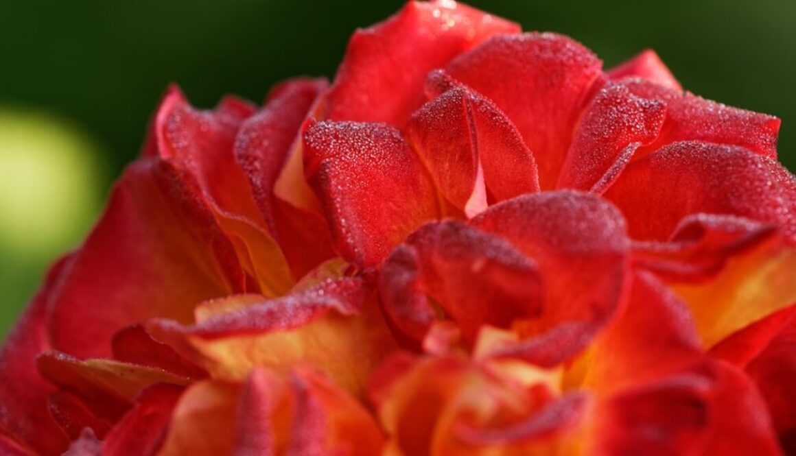 Olej lniany na włosy – fakty i mity o jego zastosowaniu, jak wpływa na kondycję