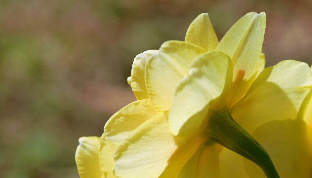 Tajemnice oleju z pestek winogron – właściwości i zastosowanie w kuchni