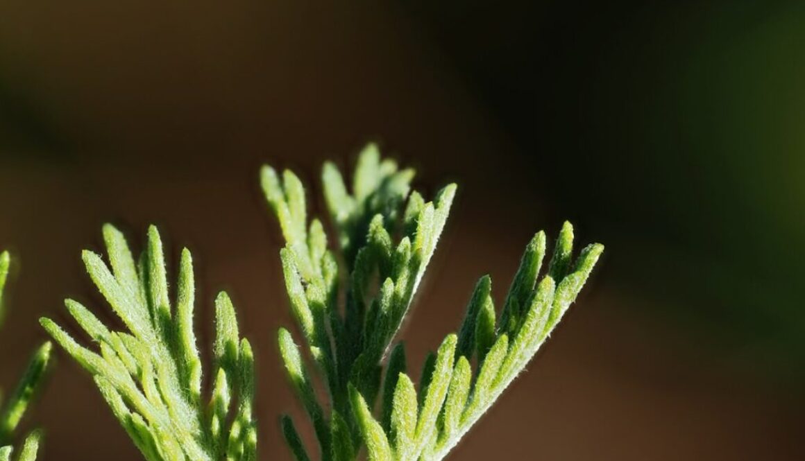 Wpływ adaptogenów na pamięć i koncentrację – jak działają i jakie wybrać