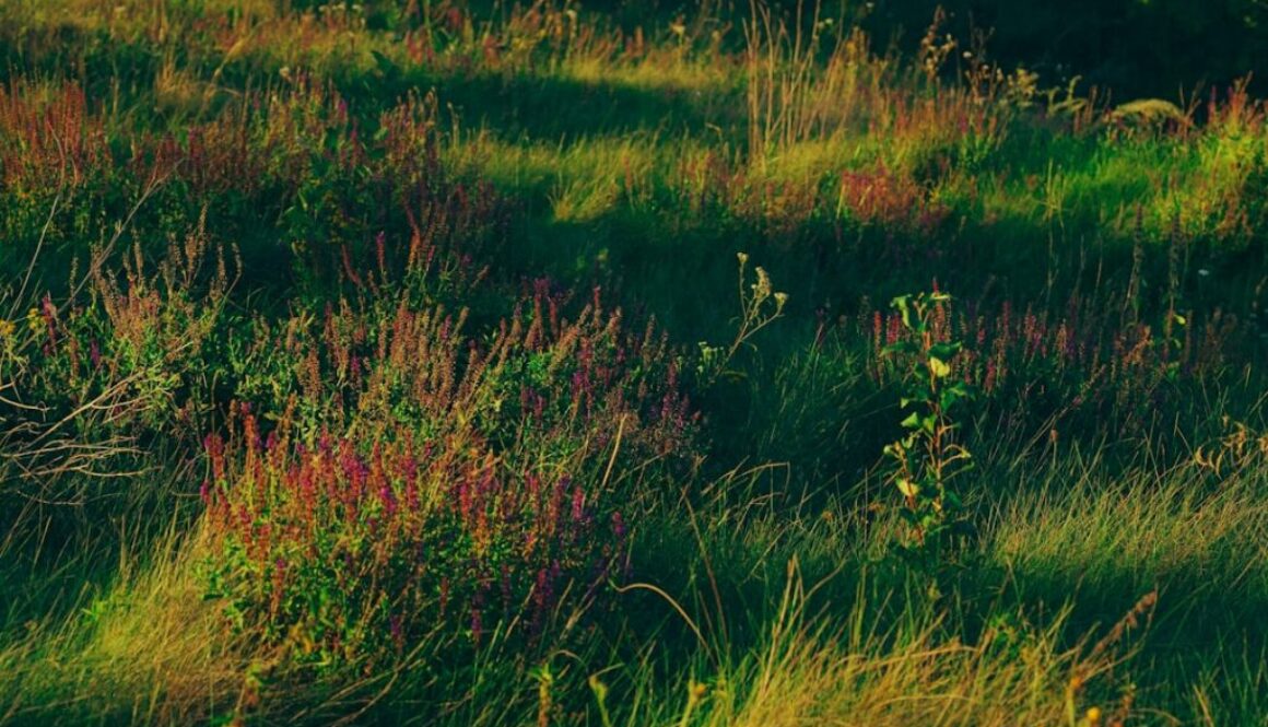 Probiotyki w ciąży – czy są bezpieczne, na co pomagają i jakie wybrać